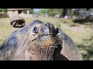 Giant Tortoises. 5 largest tortoise species. Galapagos vs. Aldabras.