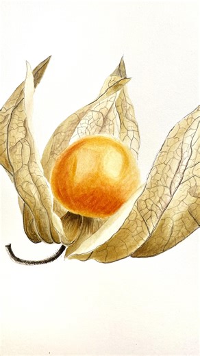 5.9K views · 41 reactions | New tutorial is done ✅ Physalis. In this tutorial you can find it all: ⭐️Roundness ⭐️Shine ⭐️Tonal values ⭐️Yellow pigment (which is tricky) ⭐️Different textures of surface ⭐️Stem ⭐️Fine lines Are you all into preparing for the Christmas? Or have some quite time for yourself? 殺❤️殺 | Kristine ART | Facebook