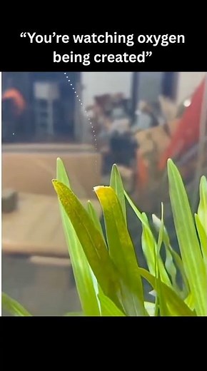 Watching a Plant Make Oxygen in Real Time 🌱✨ Nature’s Chemistry at Work #ScienceShorts #Nature
