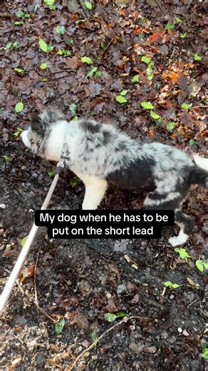 Why Can't I Use the Extendable Lead Today?