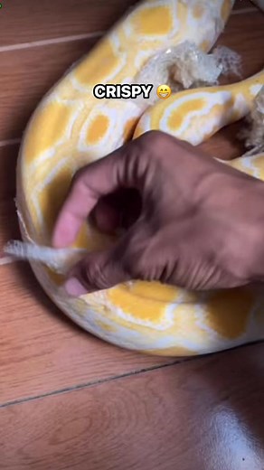 Bubble wrap 😂 #snakeshed #burmesepython #reelsviralシfb | Deric Fernandez