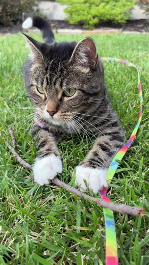Ploop Cat Fake-Outs: Funny Dwarf Cat Meowing Clips