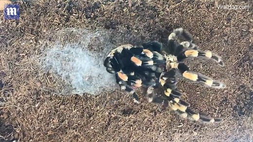 Terrifying timelapse shows tarantula crawling out of its own skin