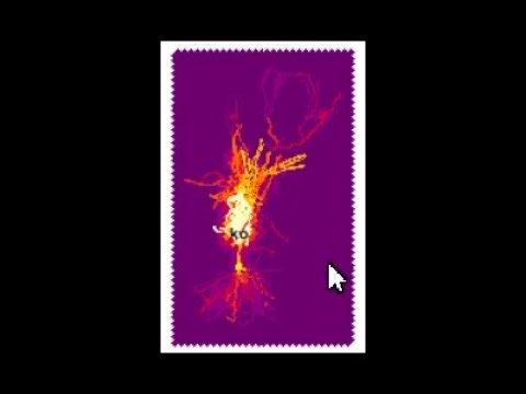 Multi-Cell Simulation Made Easy with BrainCell