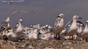 The slender-billed gull (Chroicocephalus genei) - medium-sized fish-eating gull inhabiting the waters of Eurasia and Africa