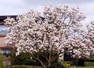 Magnolia × soulangeana - Alchetron, The Free Social Encyclopedia