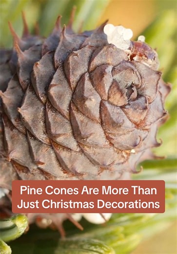 Pine cones aren’t just for decoration. They are the reproductive organs of conifers, an ancient group of seed-bearing plants. Learn more in our episode