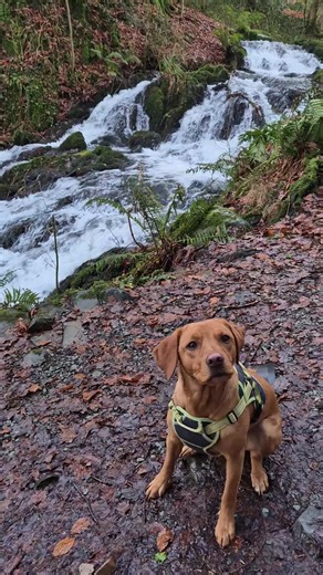 Barney's annual xmas trip to the lake district ❄️💙 #windemere #lakedistrict #lakes #gymdog #labrador #fyp #barneythegymdog #dogsoftiktok #dog #lab #christmas