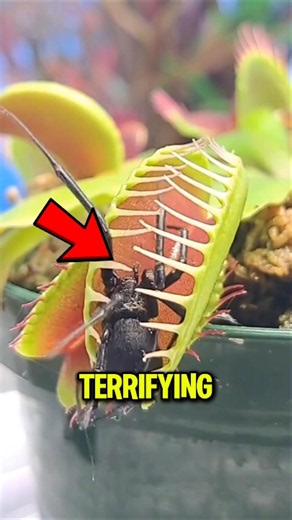 Terrifying Jungle Animals You’d Never Face 🌴