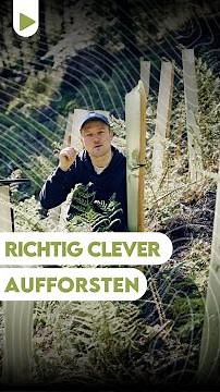 Reforestation really cleverly!