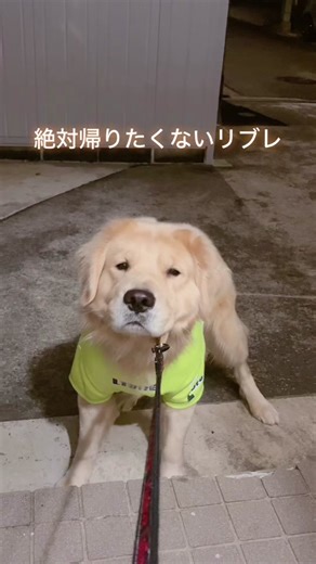 リブレ45キロもあるからめっちゃ力強い🤣💦