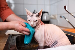 What you need to know about giving a hairless cat a bath
