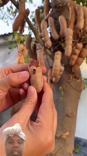 #fruit 🍍🍎🍓🍇 #food 🍲 #cactus 🌵 #plants 🌱 #fruitcutting #farming #funny #satisfying #vegetables