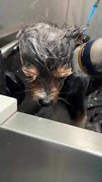 Griffin - Yorki mix #doggroominglife #grooming