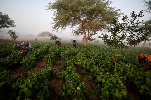 4 steps to boosting food security in Africa, according to experts