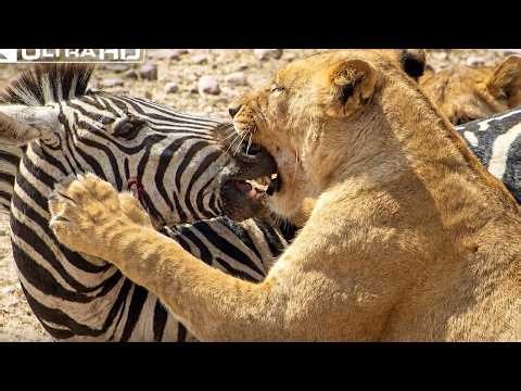 Ultimate Predators: The World's Deadliest