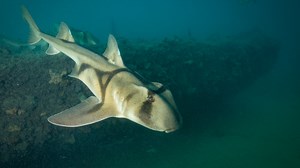 Port Jackson Shark | Great Southern Reef