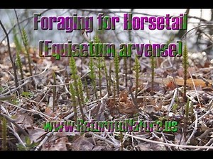 Foraging for Horsetail (Equisetum arvense) - Return to Nature