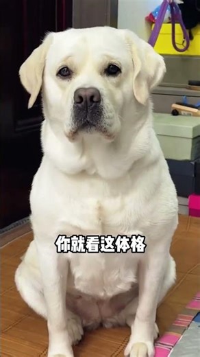 Daily Animal Discovery: Labrador Retrievers Unveiled