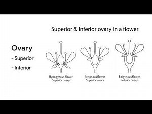 Flower Structure- Flower Anatomy