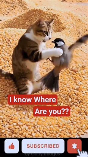 When Cat Alert of Birds Moments 😜||#youtubeshorts #foryou