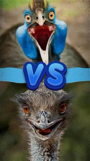 Cassowary vs Emu🤯 Who Do You Got Winning? #cassowary #animalfacts #birdlovers