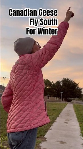 Massive Flock of Canadian Geese in Formation #wildlife #amazing