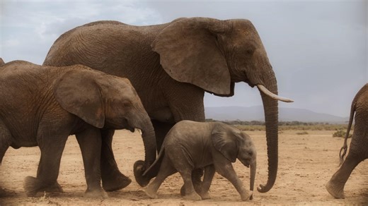 Elephants 'hear' rain hitting the ground from 100 km away. In a drought, it's a life saver