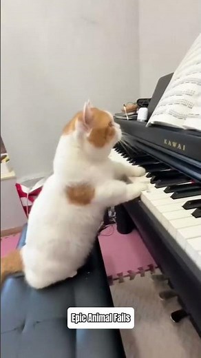 Cats Accidentally Play Piano… And It Sounds Amazing! 😂🎹 Funny Cat Piano Moments