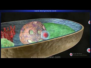 The partially permeable cell membrane