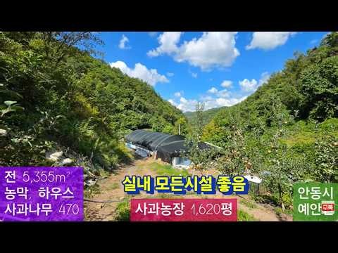 급매 사과 과수원 (245) 9,500만원 (가격절충) ( 전 5,355m² + 사과나무 470주 + 농막 ) 경북 안동시 예안면 인계리 010-4949-0049 안동역부동산