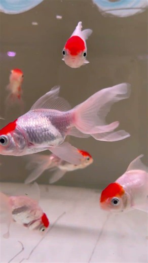 Red cap goldfish care guide / Elegant,Peaceful, and Beginner-Friendly Aquarium star #fyp #foryou