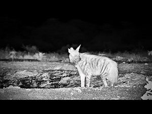 A Special Striped Hyena In Kenya