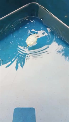 DIY Soft Frog Lure Tutorial Using Silicone Glue