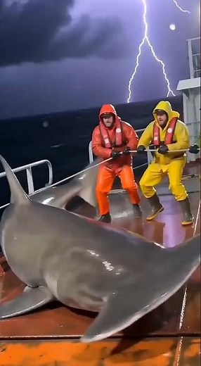 Hammerhead Shark Thrashes Wildly, Fisherman Almost Falls Into the Sea! | Intense Ocean Moment