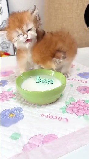 These Kittens Finally Learned How to Drink Milk 😹🥛