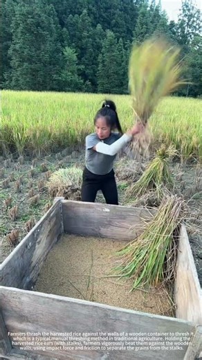 Thresh the rice grains 🌾🌾 by thrashing