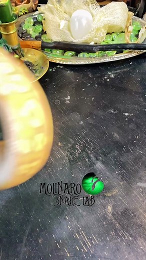 Colorful Ball Python Shedding Process - Genshin Impact Snake Breeder