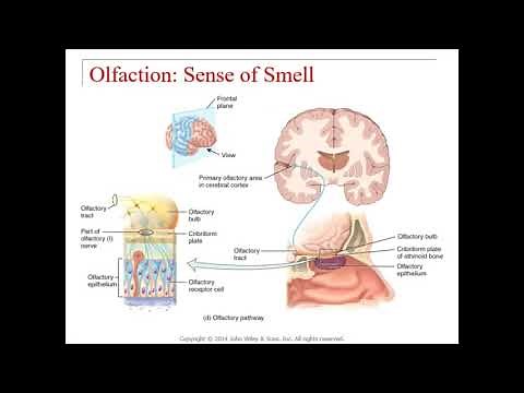 Chapter 17 - Special Senses