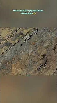 Mountain goat's last leap to escape death 😱|#shorts