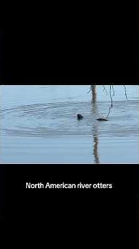 North American river otters at Brannan Island State Recreation Area!