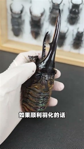 The Mysterious Long-Horned Beetle's Second Absence - Unraveling the Mystery