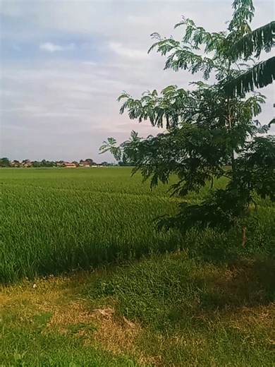 Keindahan Pemandangan Alam di Pedesaan