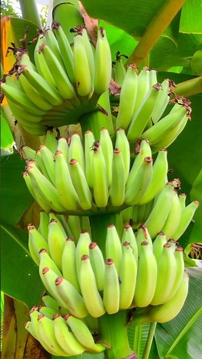 You Won't Believe How Fast Bananas Grow!