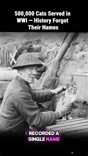 500,000 Cats Served in WWI — History Forgot Their Names