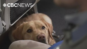 Pack of service dog trainees gets familiarized with planes and airports