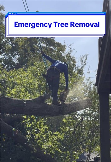 The rain has stopped and our crews are ready to help remove storm damaged trees. Fastest way to get scheduled is to use our emergency form submission: 🚨 https://texastreesurgeons.com/emergency/ #welovetrees #emergencytreeremoval #emergencytreework #treeremoval #arborist