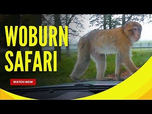 A guide through Woburn Safari Park