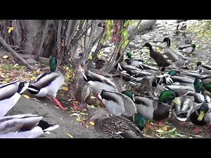 My Duck Dilemma - Indian Runner Ducks & Mallards