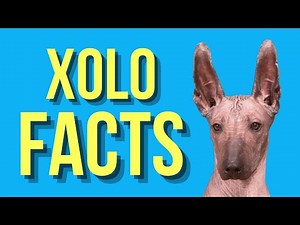 Xoloitzcuintli Top 10 Facts ( You Didn't Know )